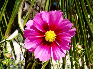 Jardin botanique au mois d'aot  Genve