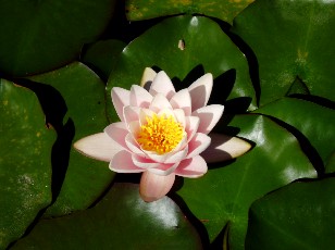 Jardin botanique au mois d'aot  Genve