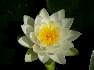 Jardin botanique au mois d'aot  Genve