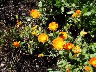 Jardin botanique au mois d'aot  Genve