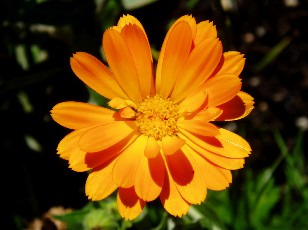 Jardin botanique au mois d'aot  Genve