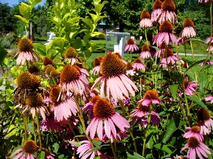 Jardin botanique au mois d'aot  Genve