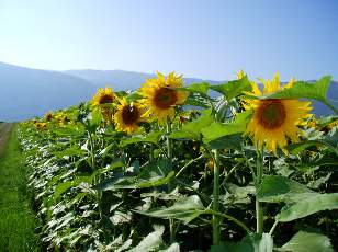 Tournesols