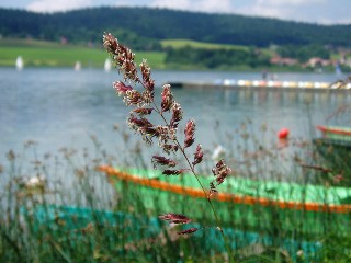 Gramines le long du lac Saint Point