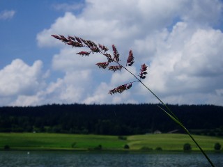 Gramines le long du lac Saint Point