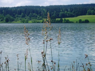 Gramines le long du lac Saint Point