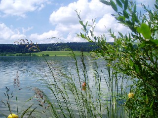 Gramines le long du lac Saint Point