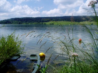 Gramines le long du lac Saint Point