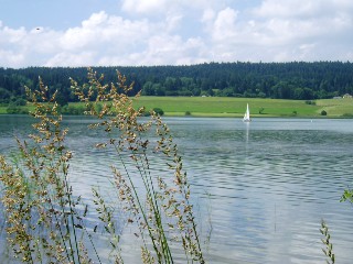 Gramines le long du lac Saint Point