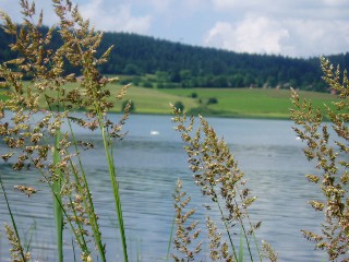 Gramines le long du lac Saint Point