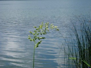 Gramines le long du lac Saint Point