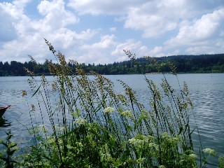 Gramines le long du lac Saint Point