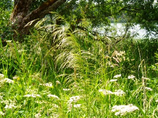 Gramines le long du lac Saint Point