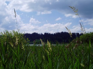 Gramines le long du lac Saint Point