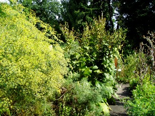 Jardin botanique au mois d'aot  Berne