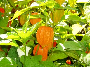 Jardin botanique au mois d'aot  Berne