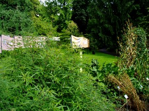 Jardin botanique au mois d'aot  Berne