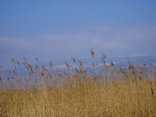 Grande cariaie, grves de Cheseaux, Champ-Pittet, Yverdon